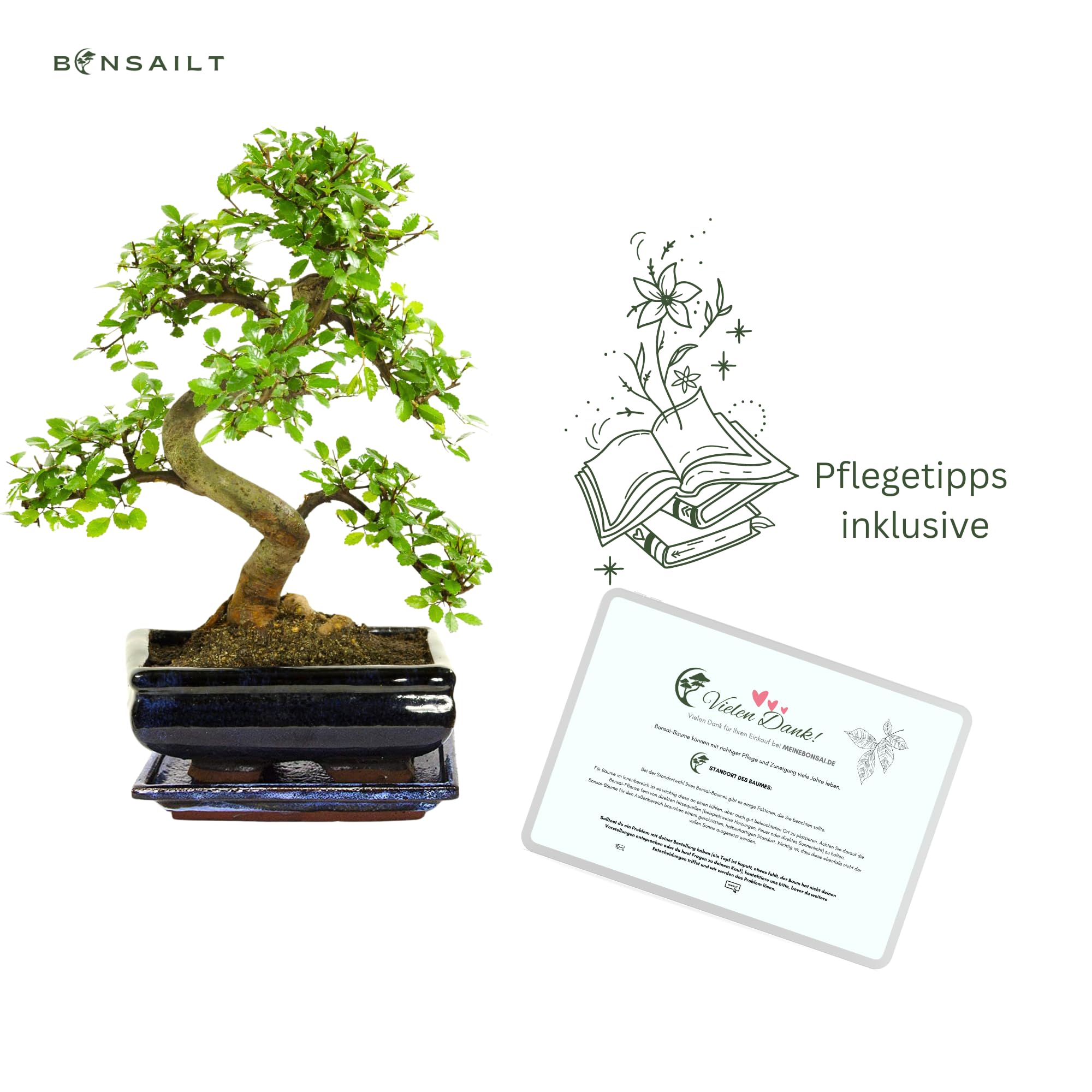 Bonsai Baum mit Keramik Blumentopf - Ligustrum, Ficus, Carmona, Podocarpus, Chinese elm - ca. 6-9 Jahre (20cm Schale ca. 8 Jahre, Chinese elm P20 S)