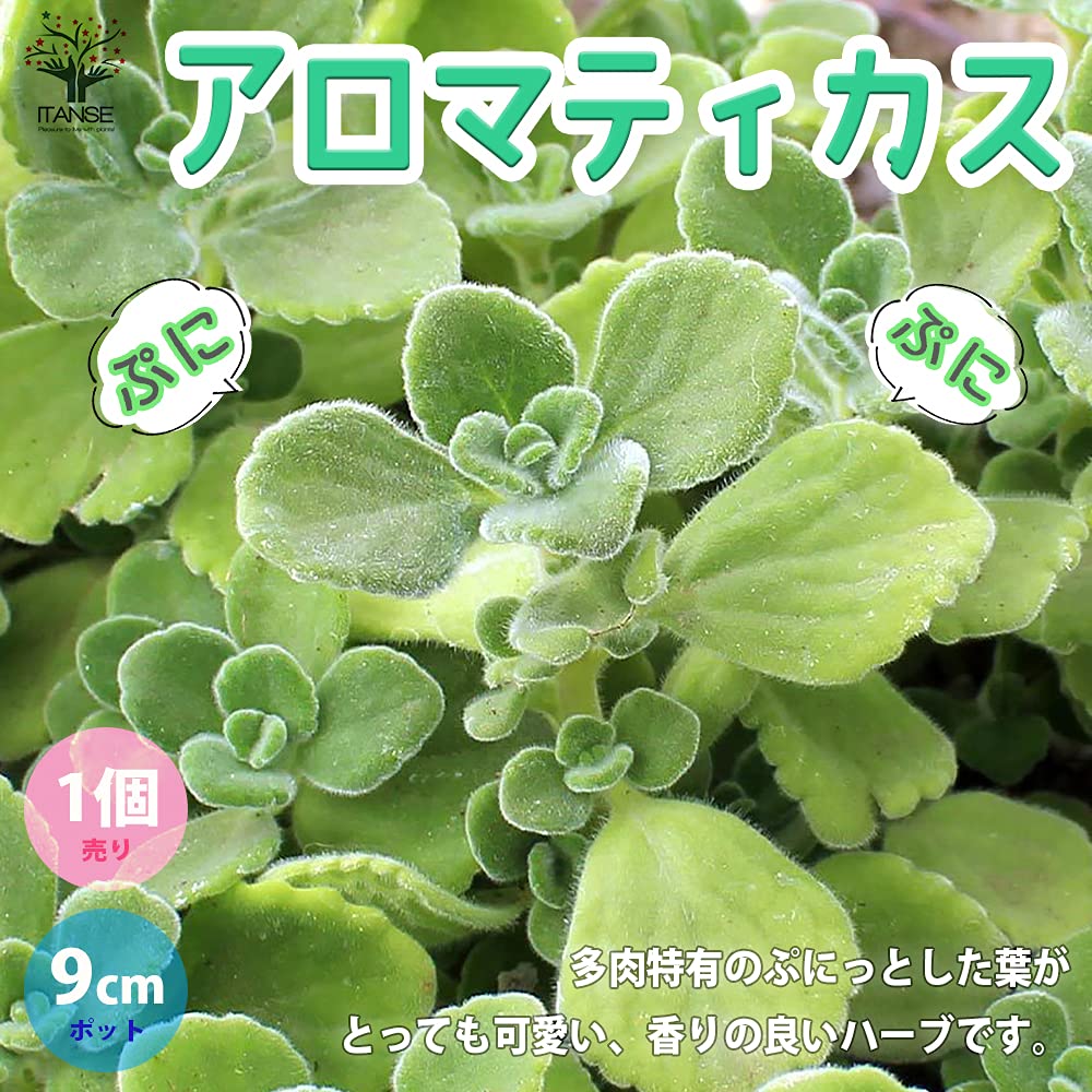 Amazon.co.jp: ITANSE アロマティカス 3号 1個売り【初心者向け