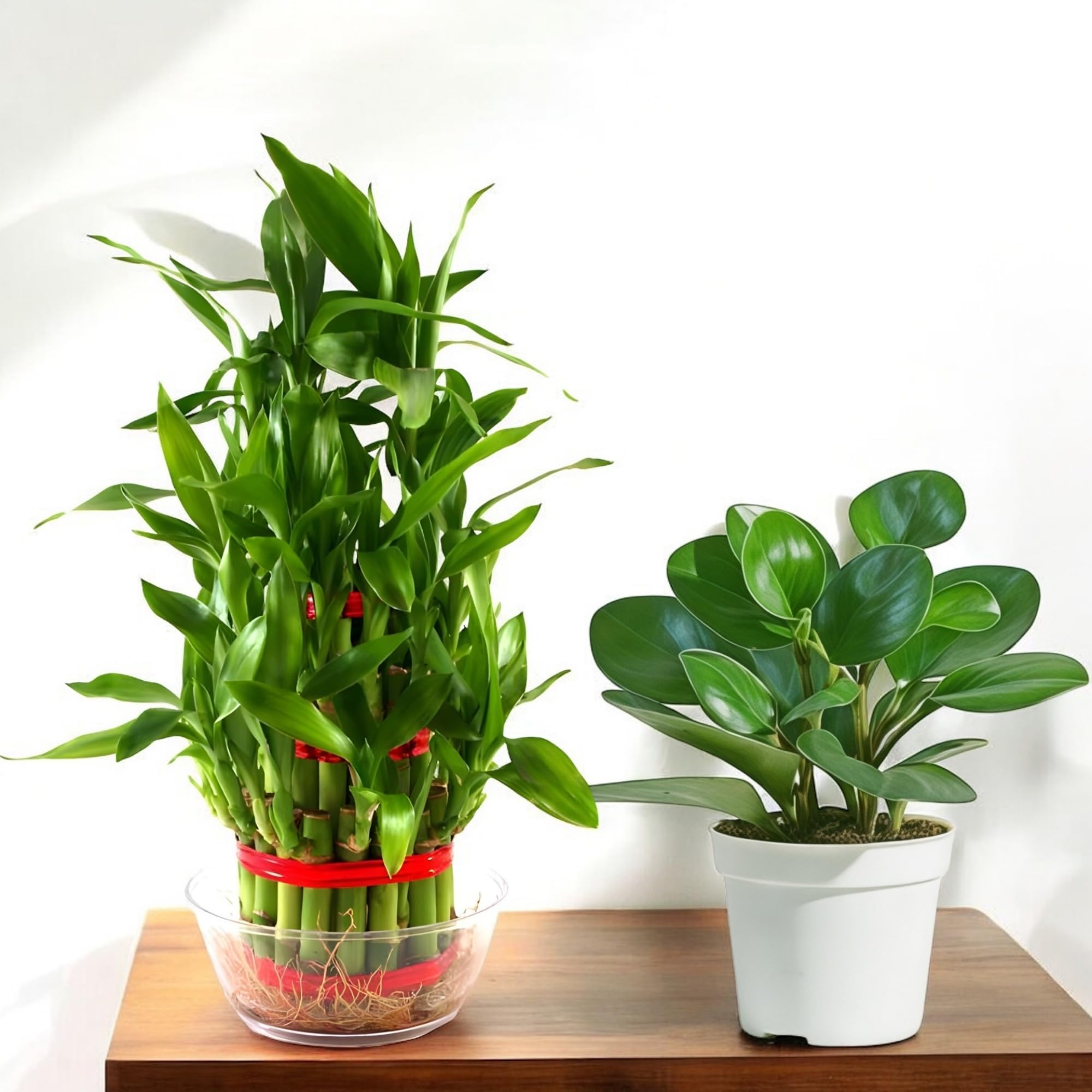 Amulya FARMS & NURSERY Combo of Bamboo 3 layer and Pepperomia green | Lucky Plants for Home decoration | Indoor plants for Living Room, Home, Office, Table Top | Feng Shui Plant with Pots