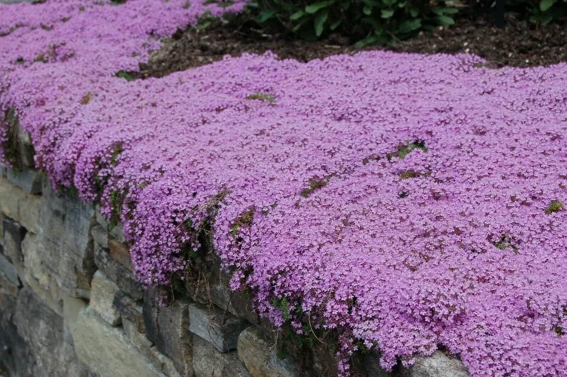 7000+ Seeds Solution Creeping Thyme Walk on Me, Thymus