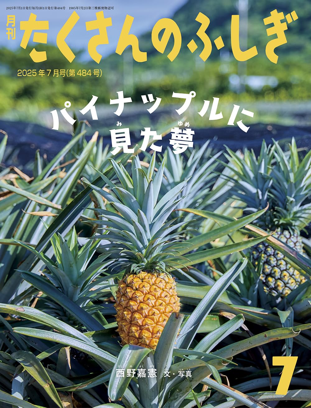 ふーか❀愛の叶えるパイナップルオルゴナイト❀ Amazon.co.jp: パイナップルに見た夢(たくさんのふしぎ) (2025年7月号