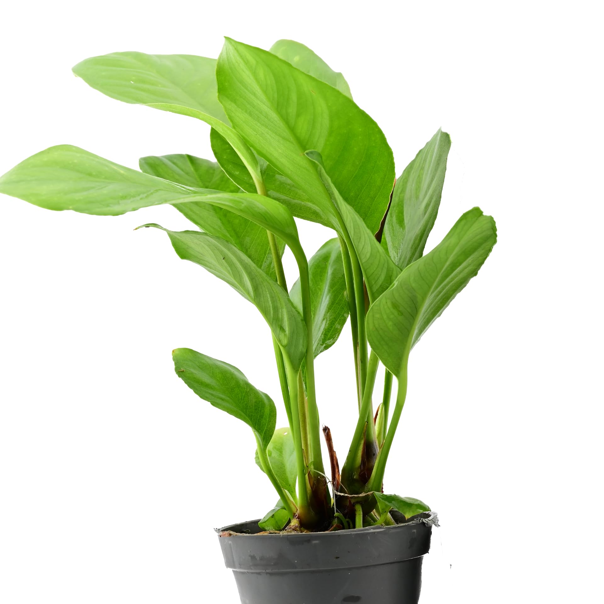 AquaBreedingSkill Set de 3 Anubias Heterophylla plantes d’aquarium vivante pour eau douce, plante verte décorative, idéale pour poissons et crevettes – avec passeport phyto (Heterophylla 3 pcs)