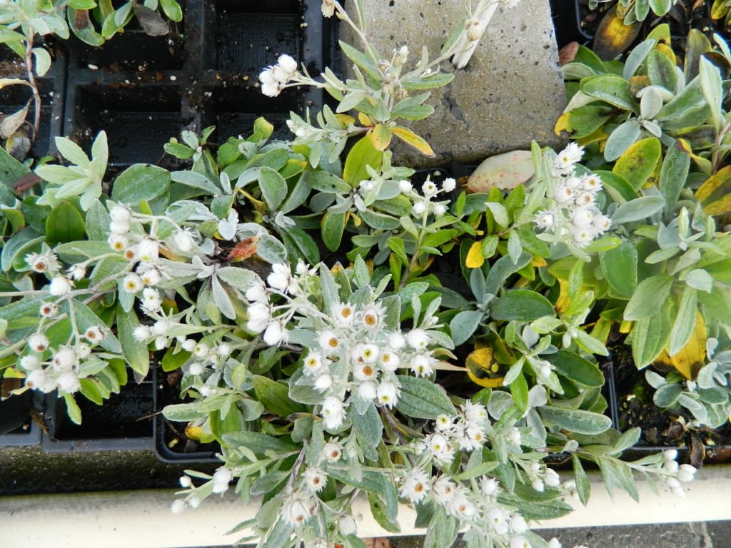 6x Edelweiss de Sibérie - Anaphalis Triplinervis | 9x9 cm pot