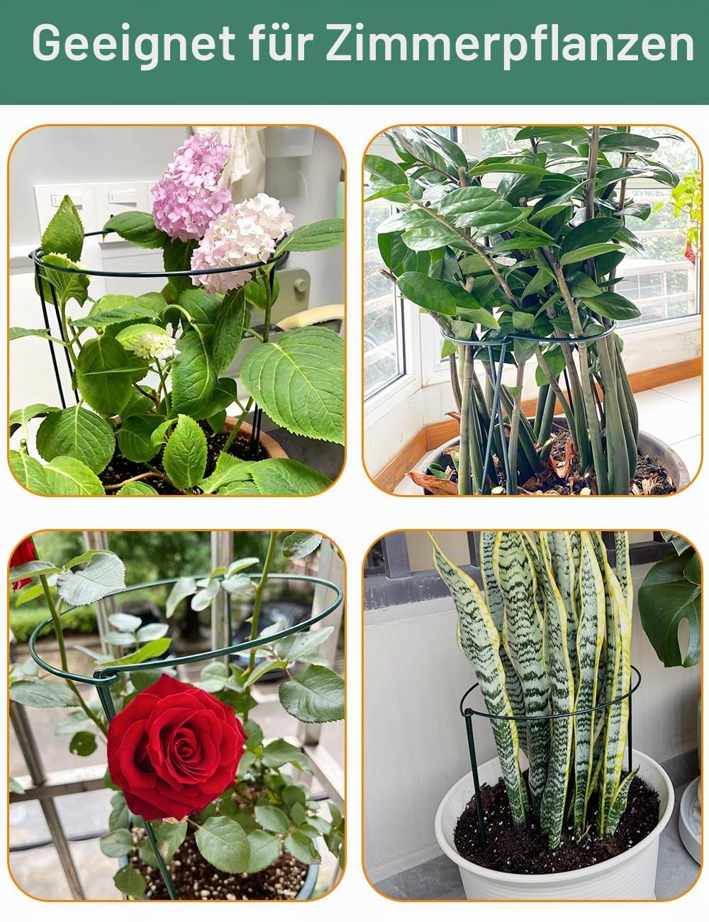 10 Stück 25cm x 40cm Pflanzenstütze mit 50m Pflanzenbinder, Metall-Garten-Pflanzenpfähle halbrund Pflanzenstützring Käfig für Pfingstrosen, Monstera, Hortensien, Rosen, Sedum, Gemüse, Tomaten