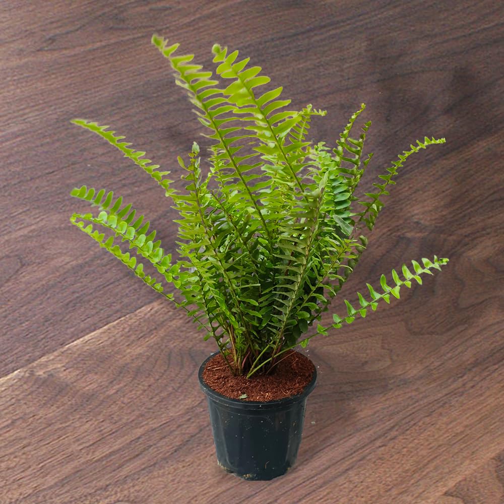 Ripee Mini Green Fern (Nephrolepis Exaltata) Indoor Plant Boston Fern Live Plant for Home Decoration, Pteridophyta Plant for Garden, Natural Air Purifier Plant : With Black Pot (B0D3RK6F7Q) Amazon Price History, Amazon Price Tracker