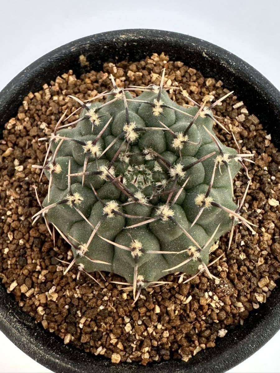 Amazon.co.jp: ギムノカリキウム 怪竜丸 Gymnocalycium