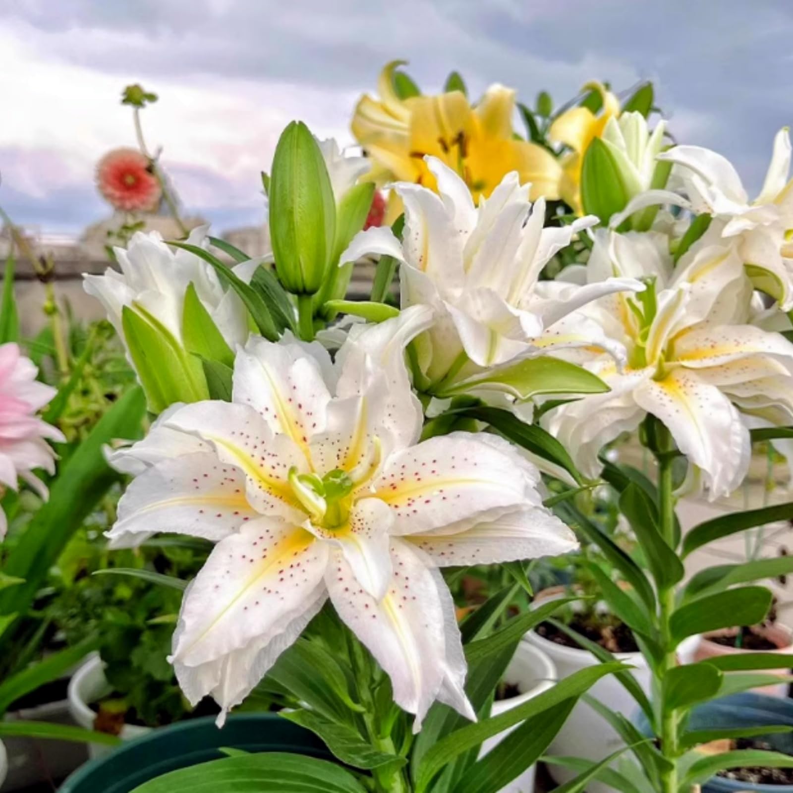 Hardy Perennial Lily Bulbs - for Garden Decoration, Professional Planting, Simple to Grow, Outdoor Garden Displays-4 Bulbs-F
