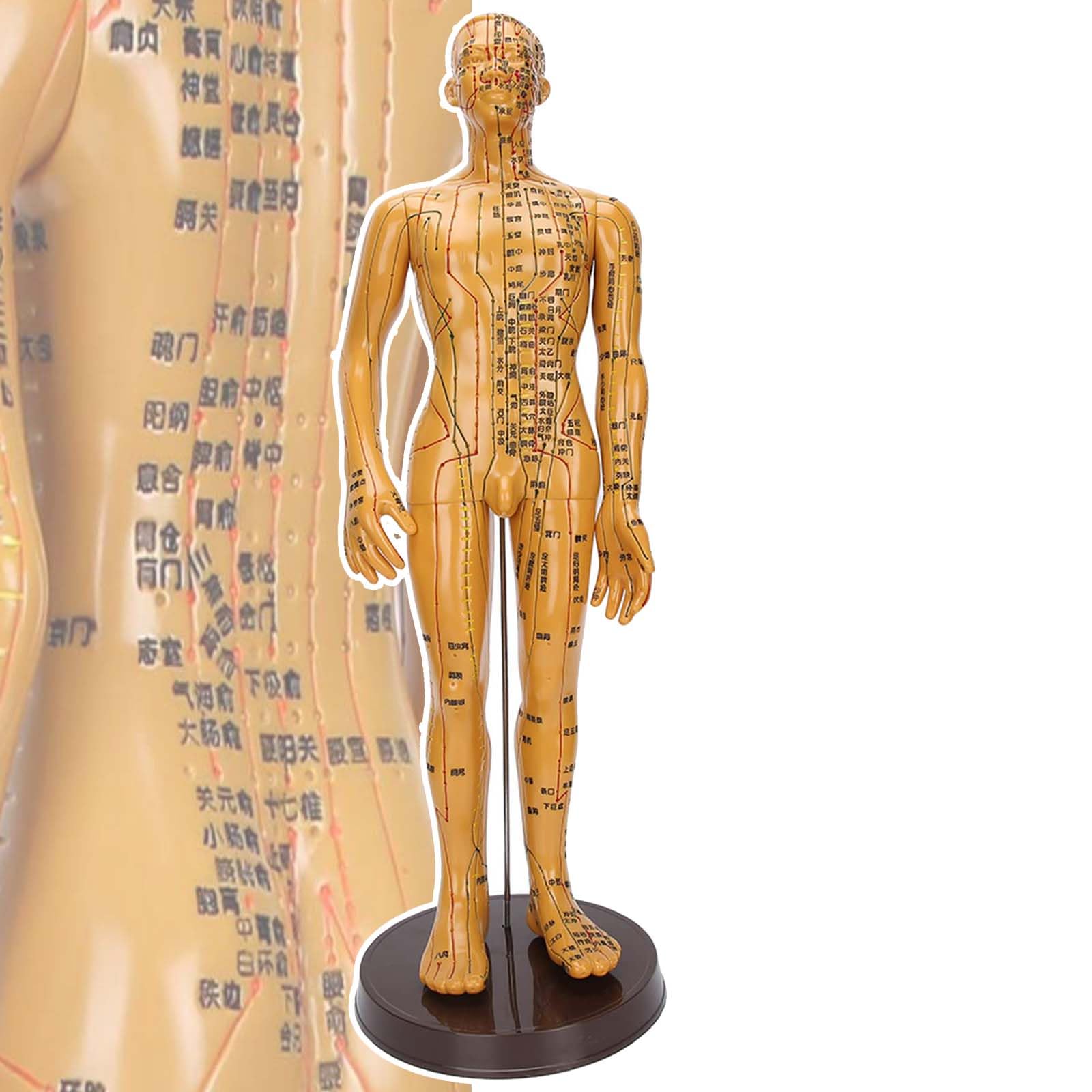 50cm Mannequin Acupoint Model, Traditional Chinese Acupuncture Model, with 400 Commonly Used Acupoints, Arms Can Swing, Accurate Acupuncture Points, for Students, Doctors,Male