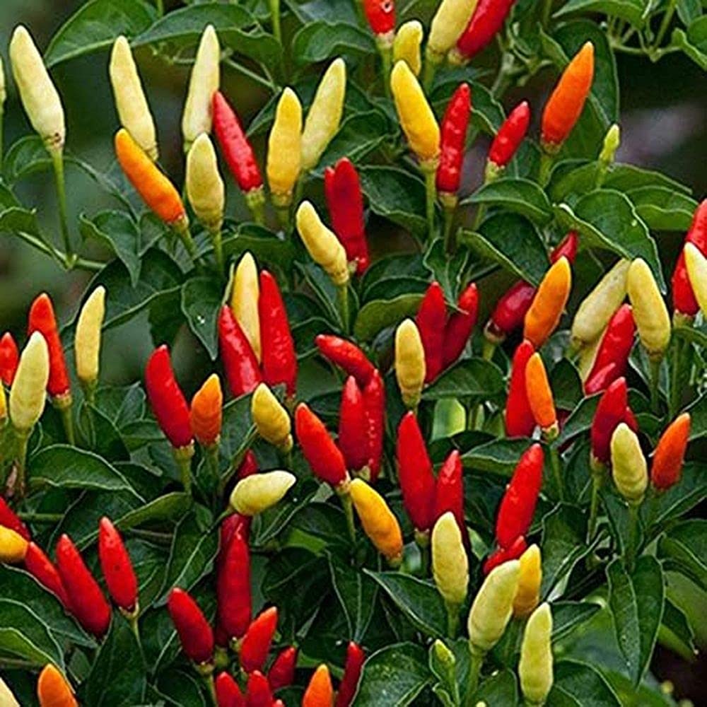 See full amazon price history chart for Green Chilli Suryamukhi/Hot Pepper F1 Hybrd Seeds Gardening Vegetable Seeds (LIVE GREEN) (1) (LG-SEEDS-186) Green Chilli Suryamukhi/Hot Pepper F1 Hybrd Seeds Gardening Vegetable Seeds (LIVE GREEN) (1) (LG-SEEDS-186) (B0995H6LZY) Amazon Price History, Amazon Price Tracker