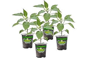 Bonnie Plants Thai Ornamental Hot Pepper