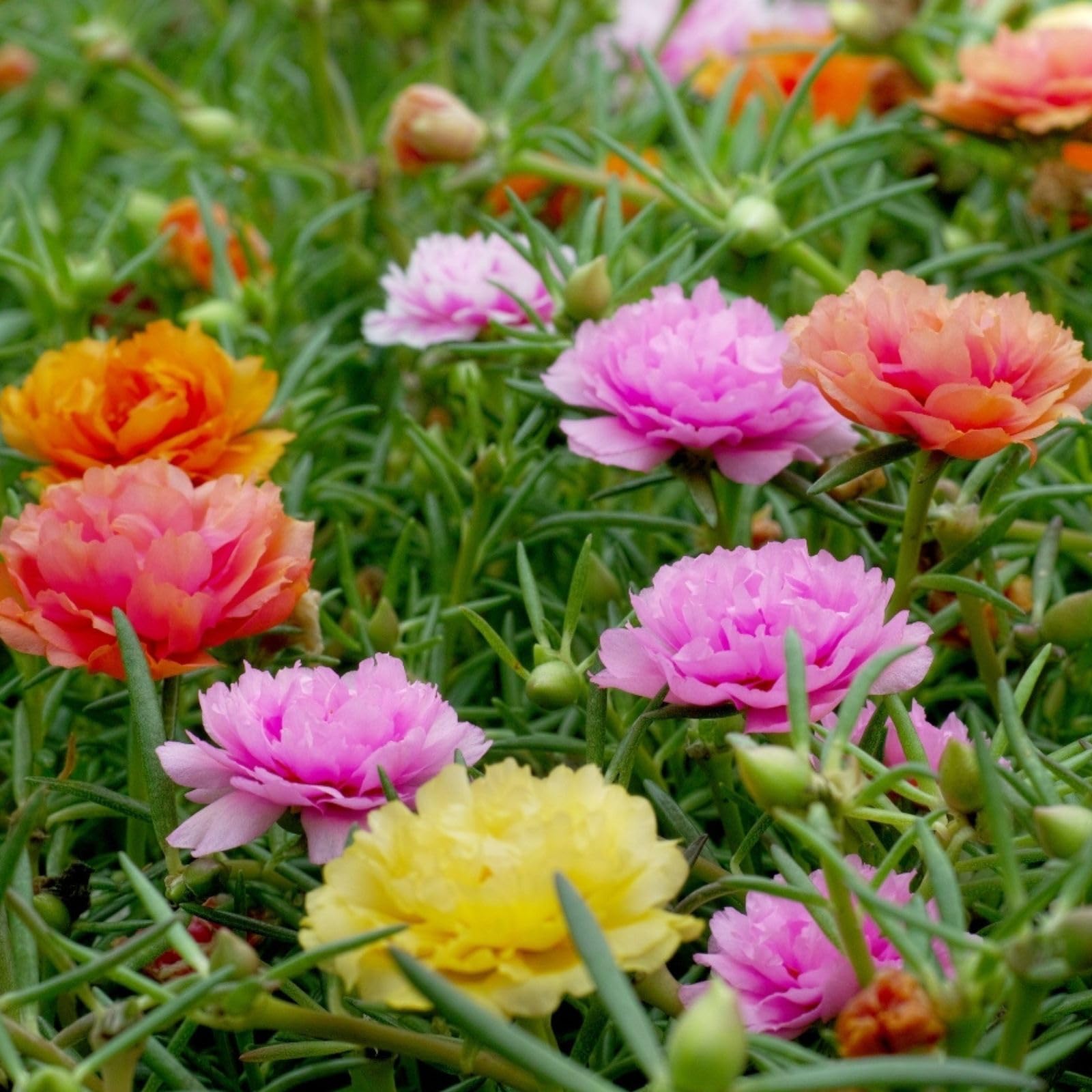 Qausain Portulaca (Rose moss, Mexican rosesun, Sun rose, Rock rose) Flower Seeds | Sow and Grow Fresh Healthy Seeds in Your Garden | Perfect for Home | High Germination Seeds | (Pack of 500 Seeds) (B0D86X1XCW) Amazon Price History, Amazon Price Tracker