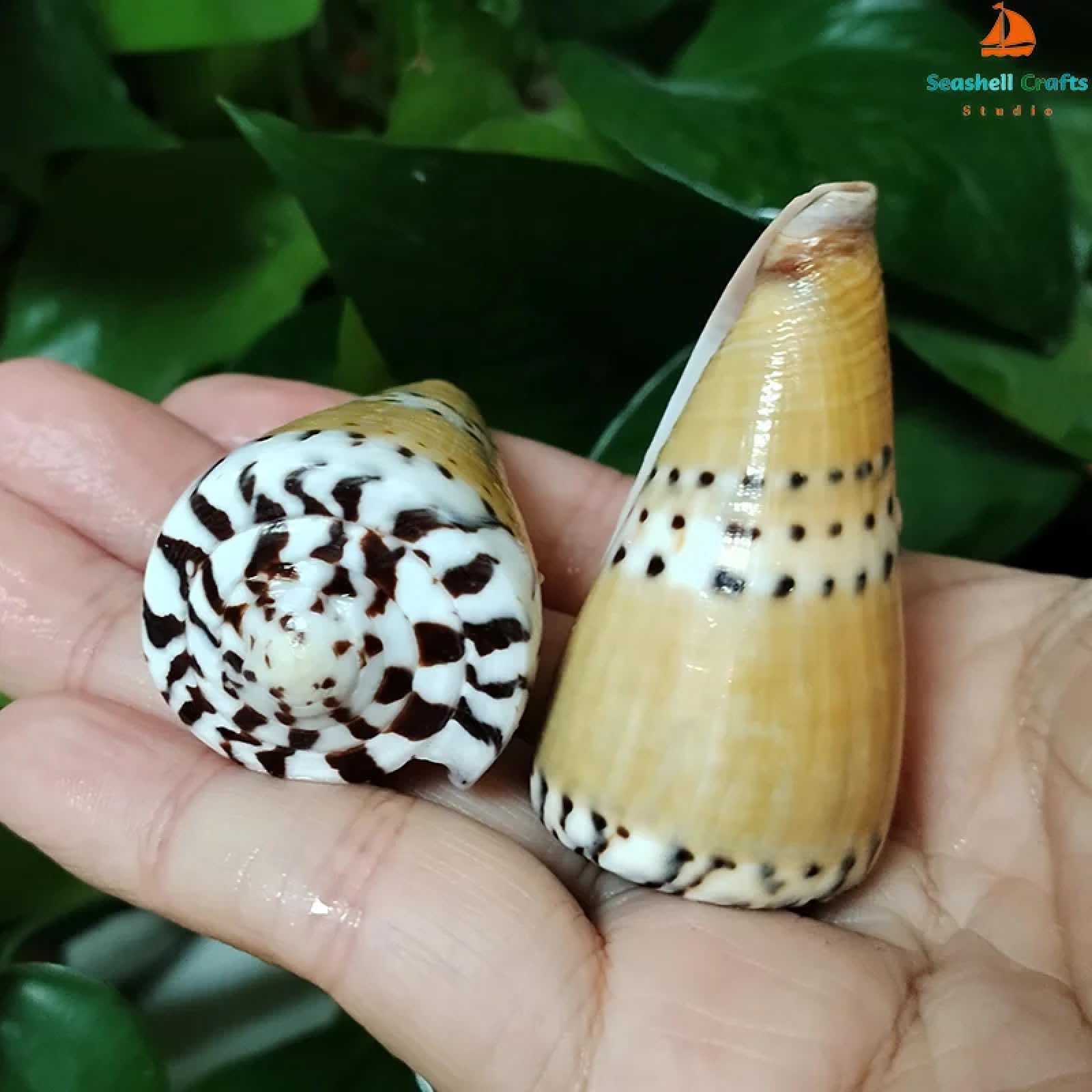Conchiglie marine riempitive, 2 pezzi 5-7 cm naturale capitano cono conchiglia cono cono conchiglia marrone conchiglia mare conchiglia acquario paesaggio campione raccolta vaso riempitivo