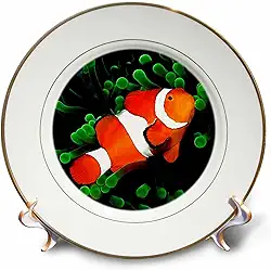 3dRose Peixe anêmona palhaço - prato de porcelana, 20 cm, 20 cm, branco