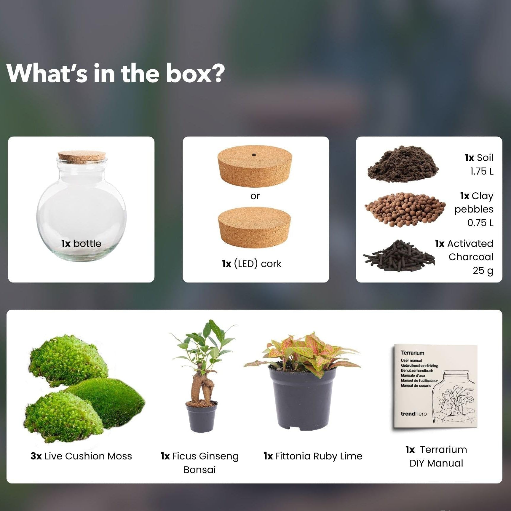 Jardinière en bouteille - Kit de bricolage - Bonsaï - Terrarium Ø 25 cm x H 26,5 cm - Terrarium à faire soi-même - Mini écosystème autonome - Pour la maison et le bureau