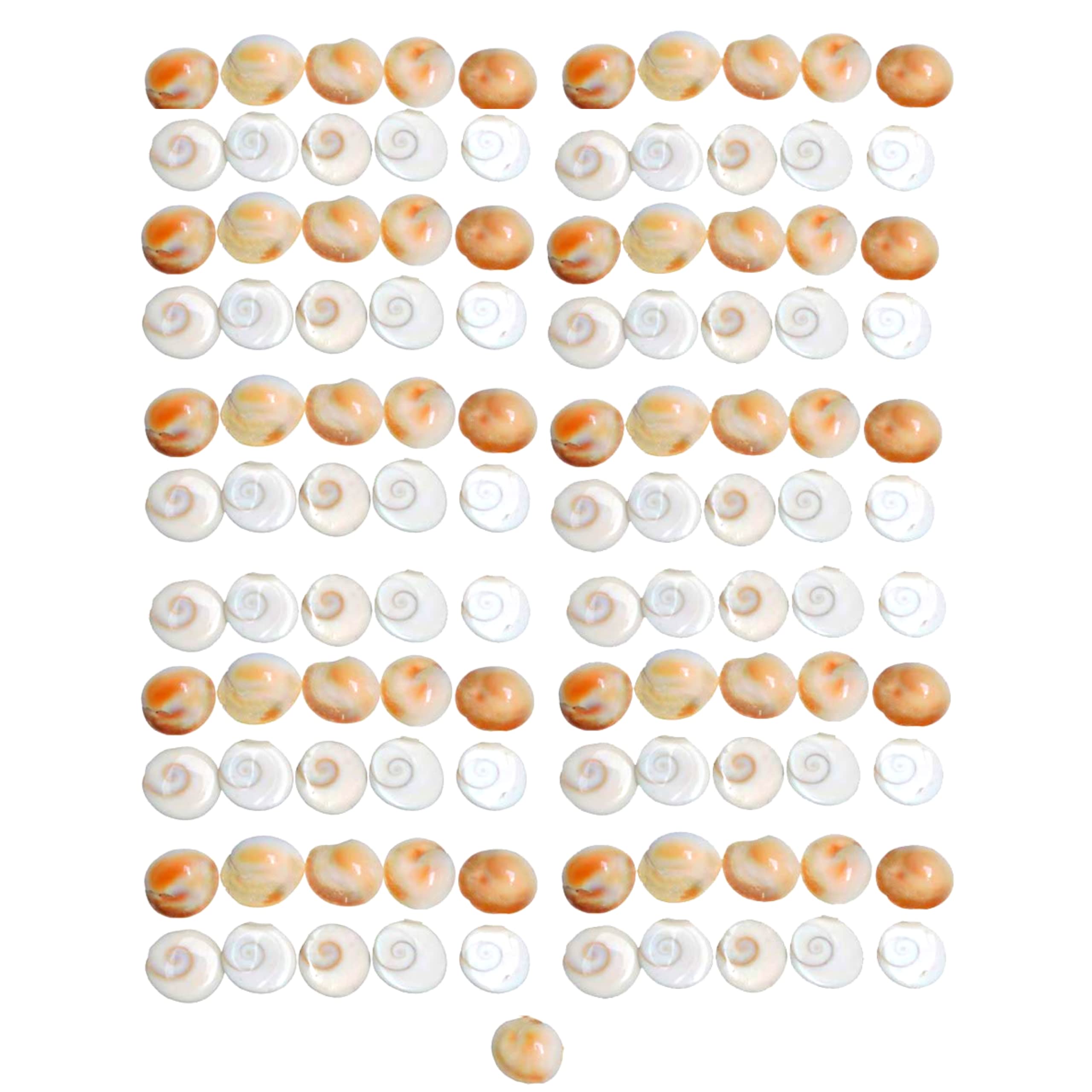 EpoojaCart ™- Gomati Chakra - Gomti Chakras - Gomathi Chakralu Original (111) (B08VH9W9KL) Amazon Price History, Amazon Price Tracker