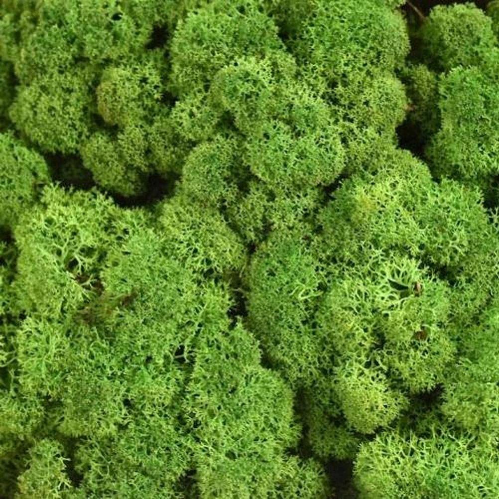 Pssopp Muschio Decorativo, Gonne da Tavolo Muschio Decorativo Conservato Durevole Kit Fai da Te Verde Muschio Conservato per Decorazioni Domestiche Modellismo Giardinaggio Arte (Frutta Verde / 500g)