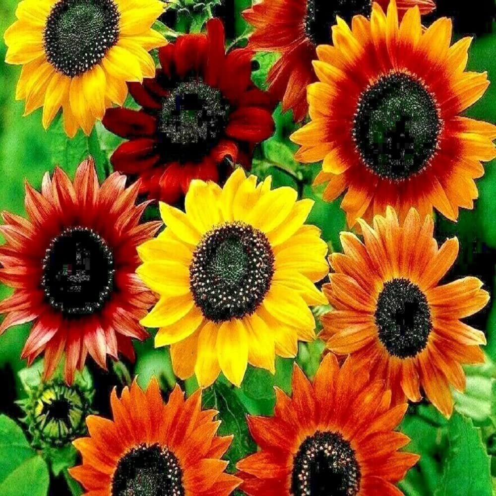 Dwarf Distinto Mixed Sunflower - Helianthus Annuus Flower Seeds Multi-Coloured Flowers