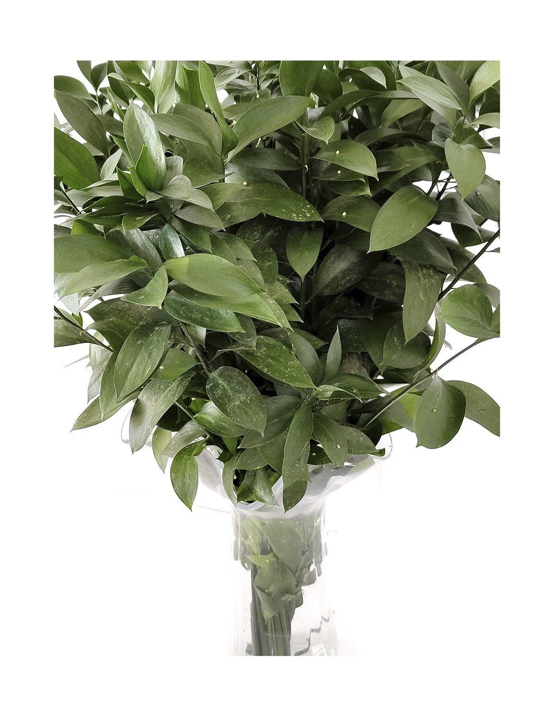 JARDIN202 - Ruscus | Flor Natural | Ramo de 50 tallos | Verde | 80cm de alto