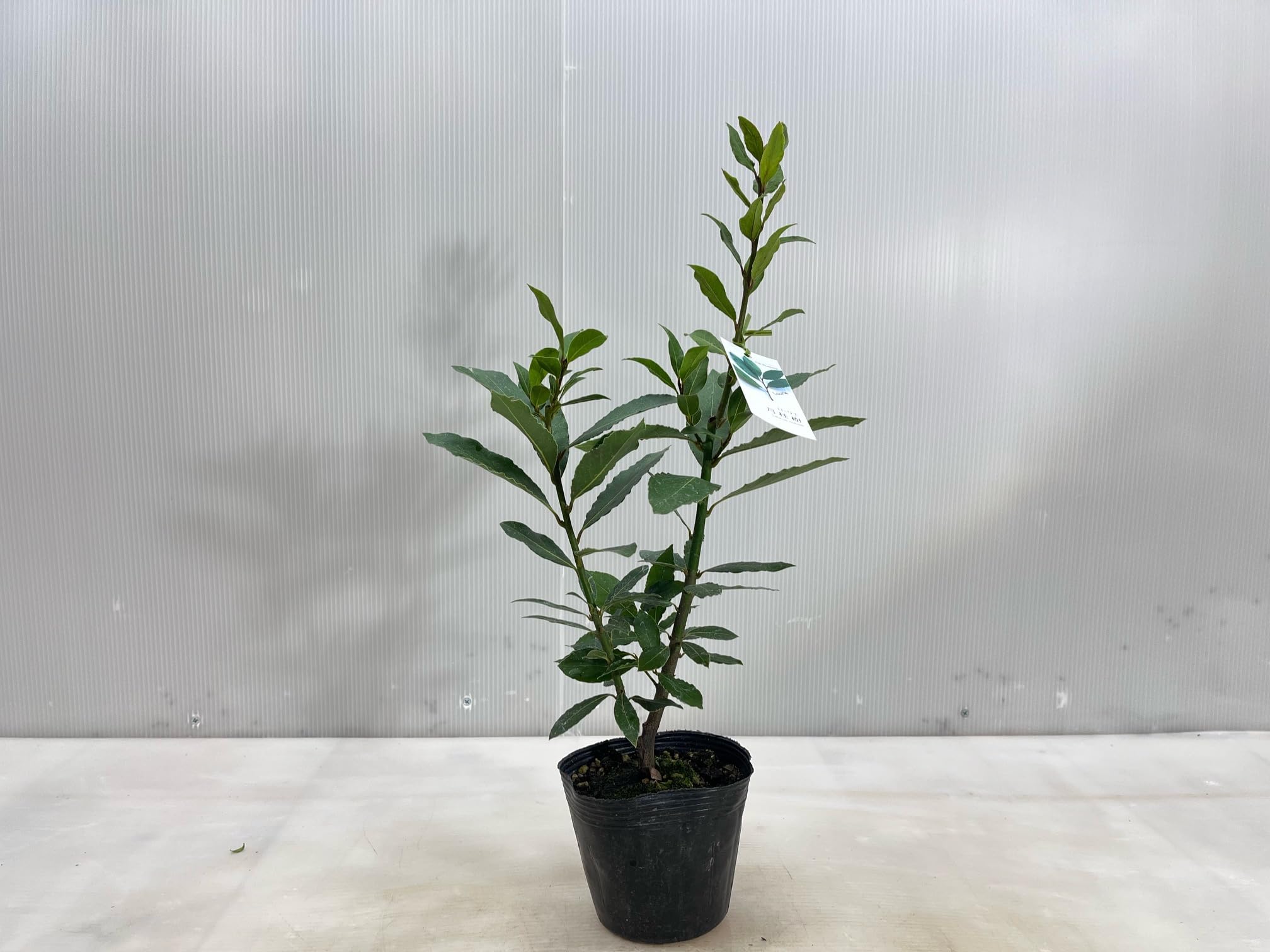 Amazon.co.jp: 月桂樹 苗 ゲッケイジュ 12cmポット 植木 苗木