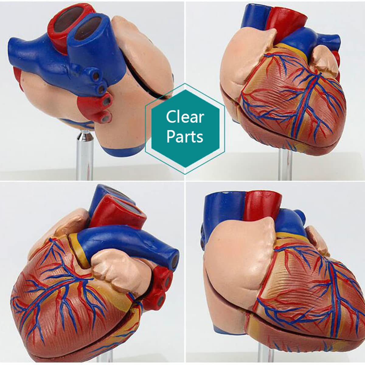 Modello Anatomico In Resina Medica Del Cranio Umano – Modello Realistico Della Testa Del Cranio Umano, Strumento Di Insegnamento Di Alta Precisione Di Anatomia Per Halloween - Foto 5