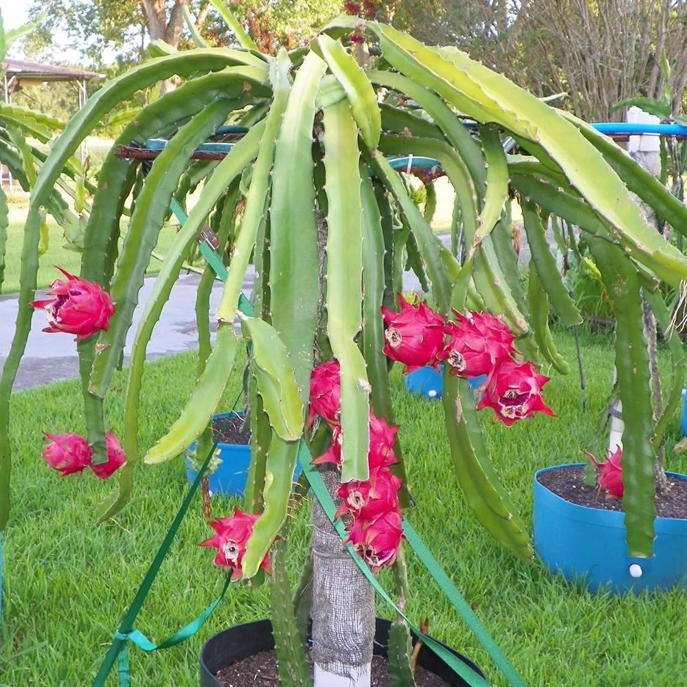 See full amazon price history chart for Bahan Traders Dragon Fruit Live Plant (4" to 5" Height In Grow Bag) Bahan Traders Dragon Fruit Live Plant (4" to 5" Height In Grow Bag) (B0CXJLY5SN) Amazon Price History, Amazon Price Tracker