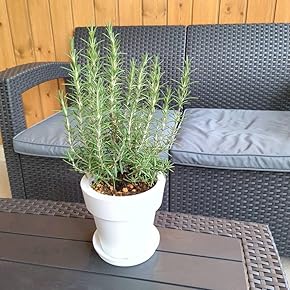 Amazon.co.jp: ハーブ - 苗: DIY・工具・ガーデン