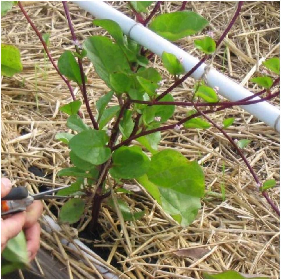 David's Garden Seeds Greens Leafy Spinach Malabar Red 2437 (Purple) 100 Non-GMO, Heirloom Seeds