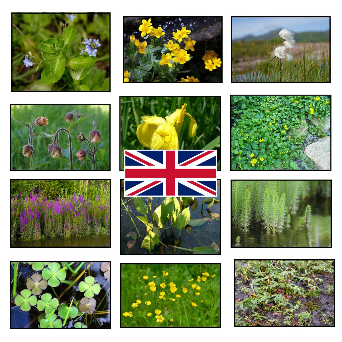 Lincolnshire Pond Plants Ltd Native Marginal 8 Pack - bareroot