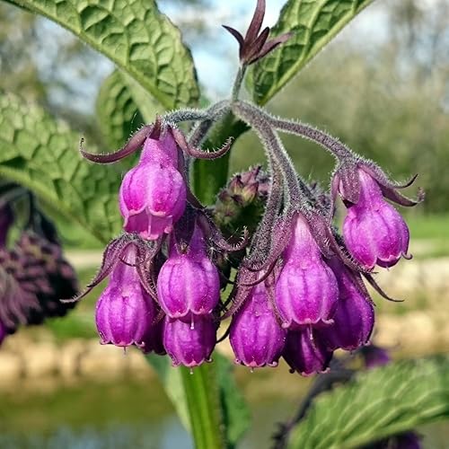 Miniatura 5 de 20 raíces de plantas de consuelda de rápido crecimiento, altos rendimientos con 14 raíces vivas de consuelda, planta de hierbas perennes