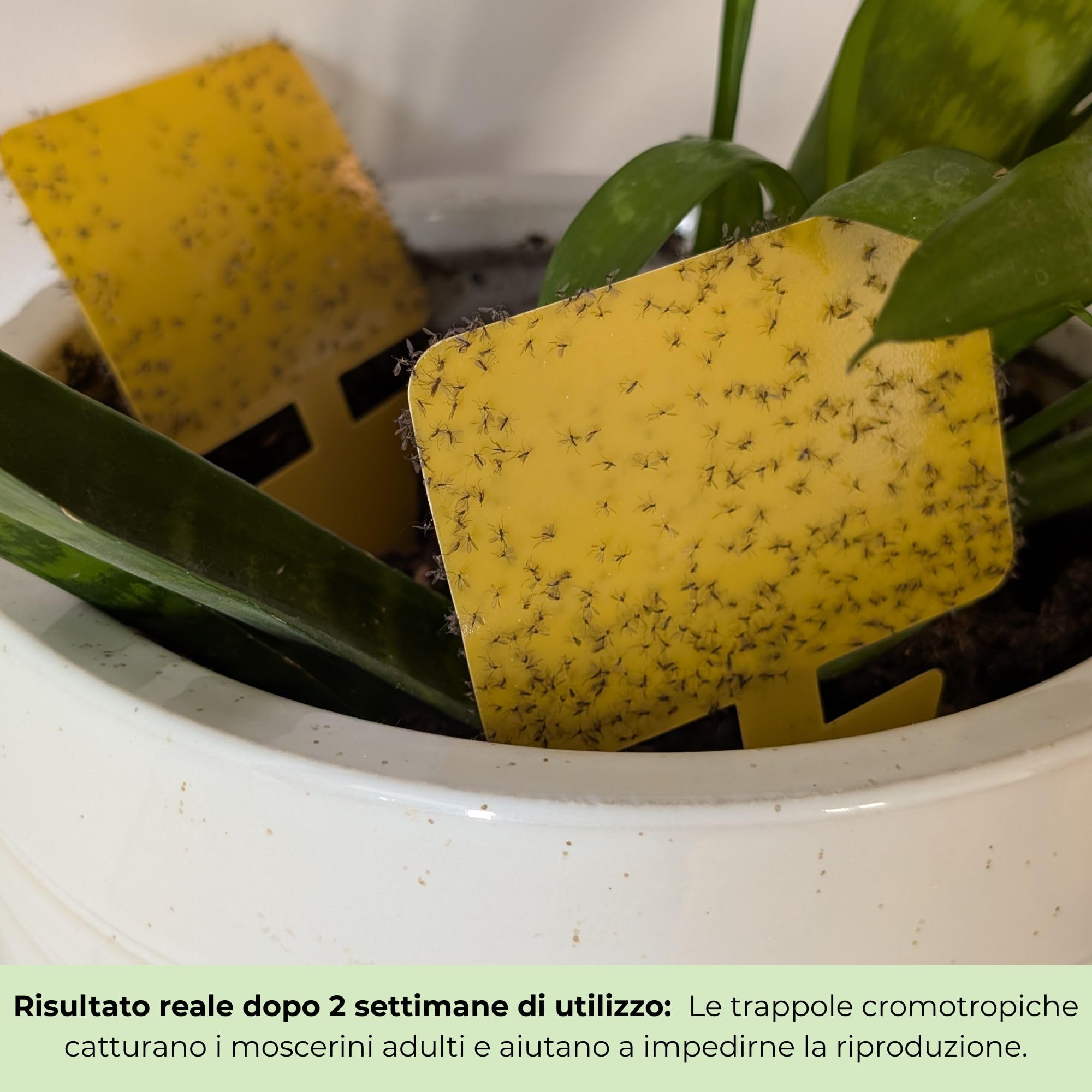 Nematodi contro i Moscerini del Terriccio + Trappole Gialle Adesive – Trattamento contro Moscerini delle Piante, Gli Sciaridi, Mosche del Terriccio per Piante da Intern (3M Nematodi + 10 Trappole)