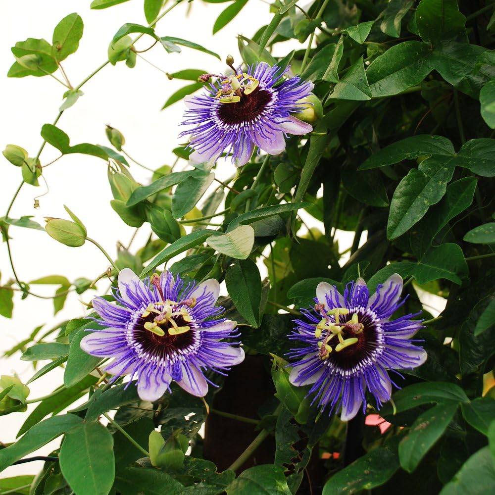 Passiflora 'Purple Haze' - Exotic Passion Flower Vine for Stunning Summer Blooms, RHS Award Winner - 1x 3 Litre Potted Plant by Thompson & Morgan
