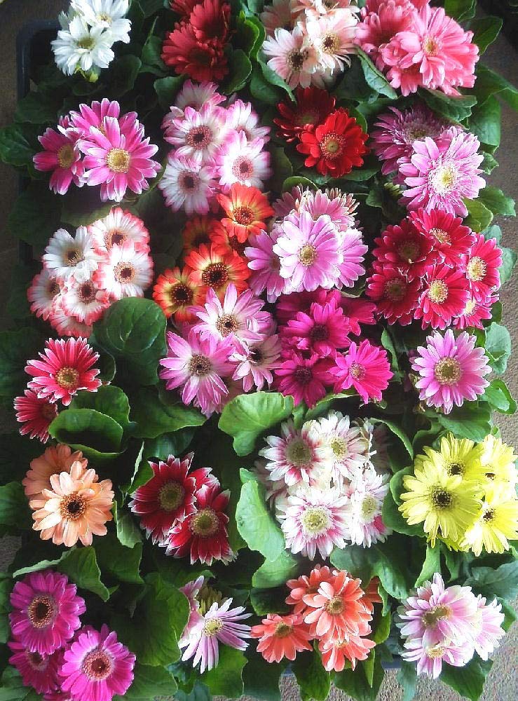 Amazon | ミニガーベラ ミックス 24ポットセット（3号） / 花苗 セット