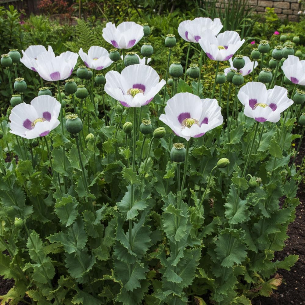 Poppy Maanzaad Bread Seeds – The Best Poppy Seed for Baking – Hardy Annual – for Your Beautiful Garden