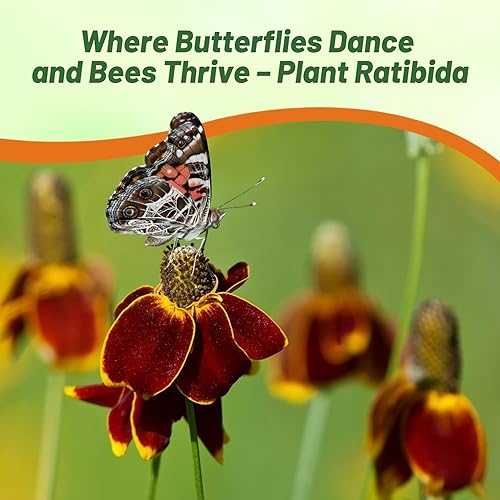 Miniatura 7 de Outsidepride Ratibida - Sombrero mexicano atractivo y polinizador de flores silvestres para abejas y mariposas - 10000 semillas