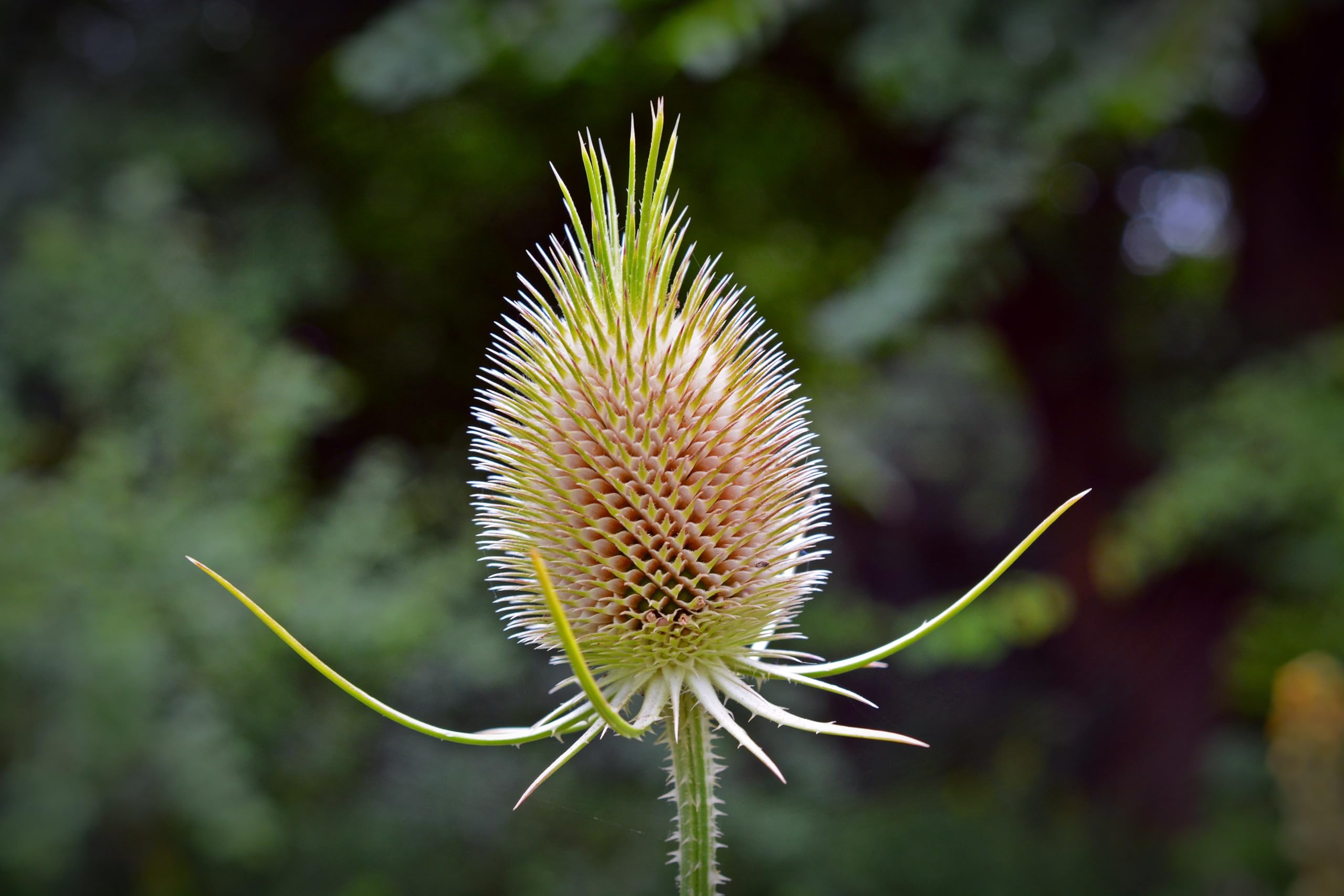 Wilde Karde (Dipsacus fullonum) Samen. Heilpflanze, z.B bei Borreliose. (10000 Samen = 29,0g)