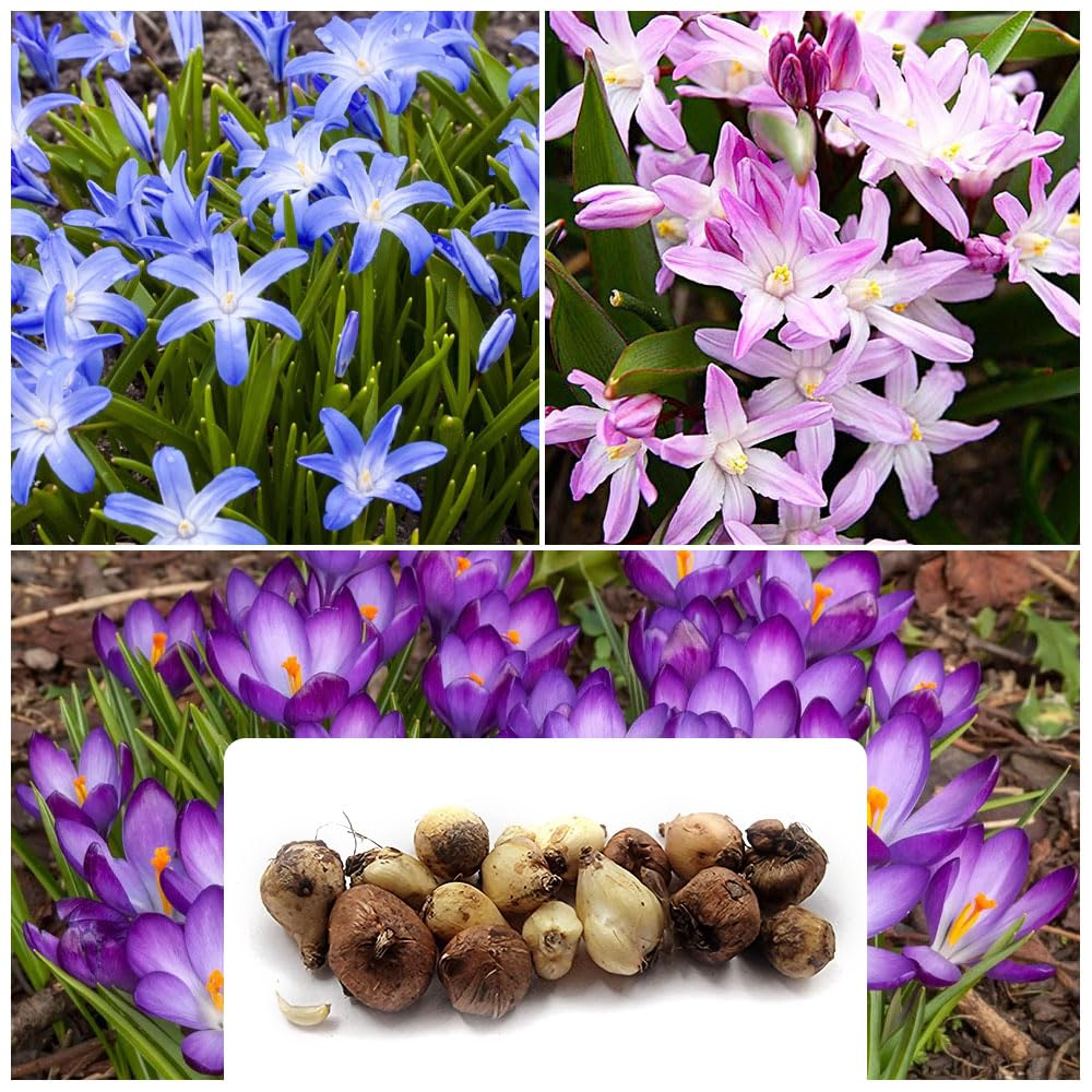 15-Count Butterfly & Bee Bloom Mix – Stunning Chionodoxa & Crocus Flowers – Perfect for Attracting Pollinators – Spring-Flowering Perennials – Ideal for Your Gorgeous Garden, Grown for UK Climate