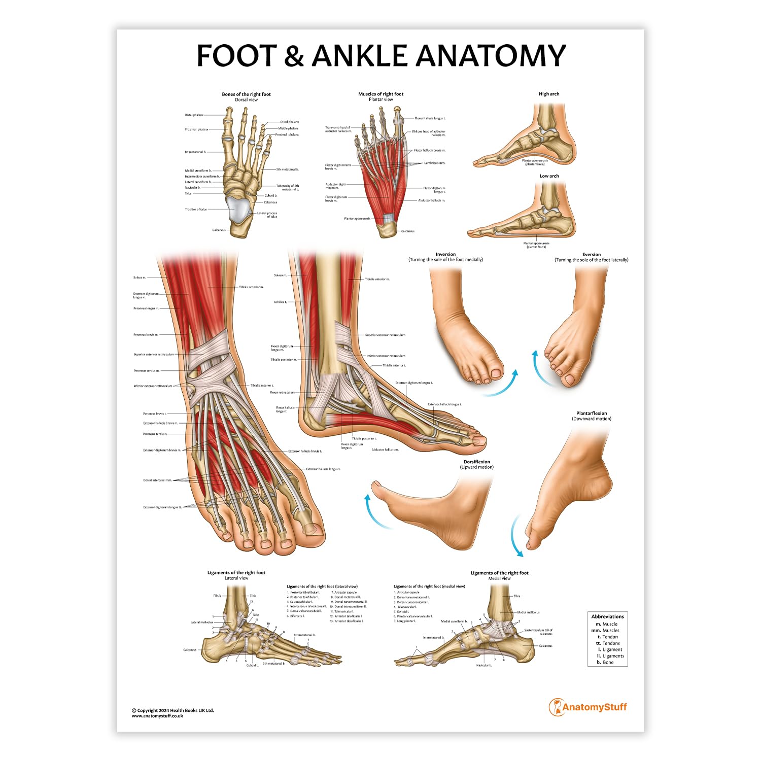 AnatomyStuff Foot & Ankle Anatomy Poster/Chart - 45x60cm, 18x24