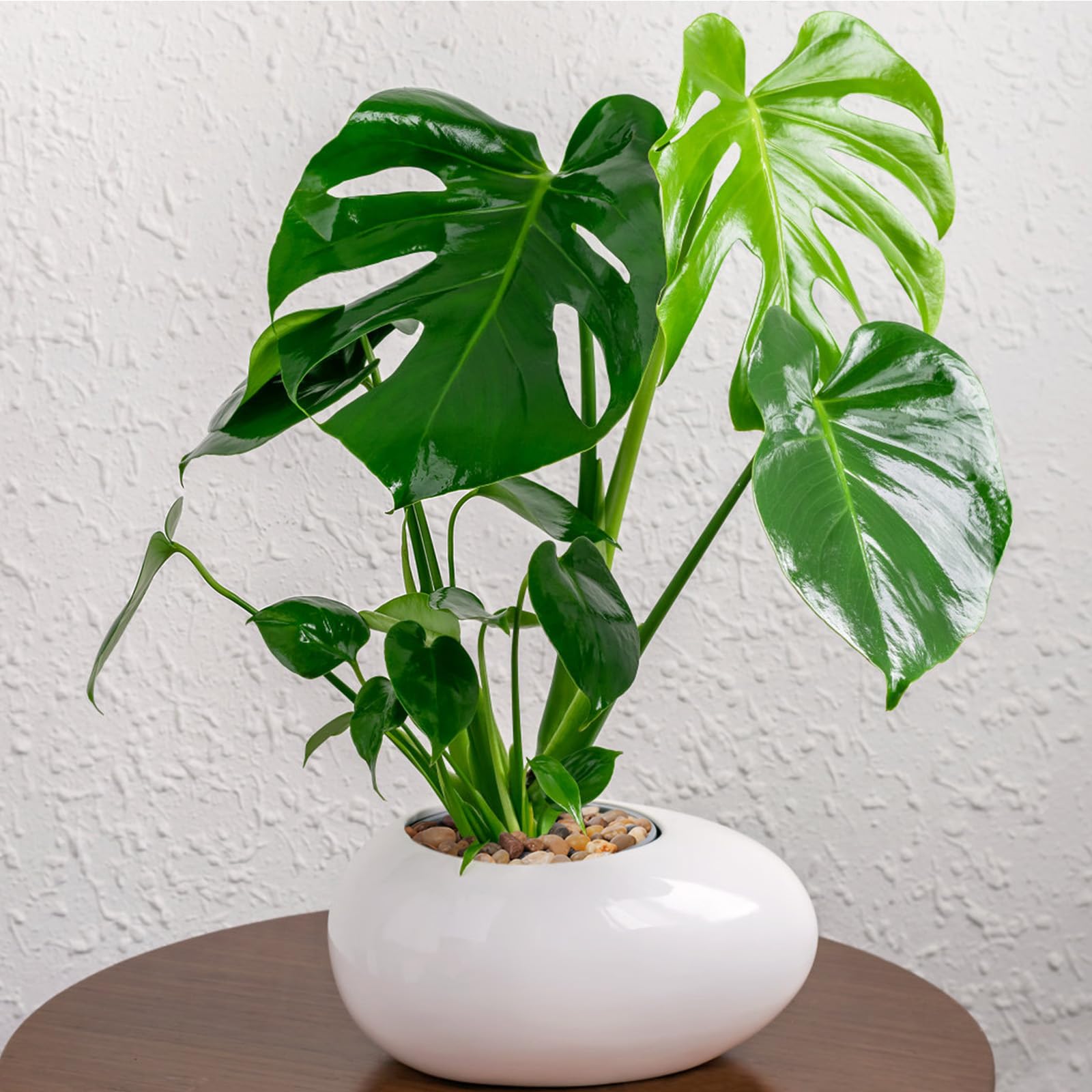 Calofulston Grava de guisante de 5 libras para plantas, guijarros pequeños de 1/5 pulgada para terrario, acuario, pecera, suculentas, jarrones, cactus, colores mixtos