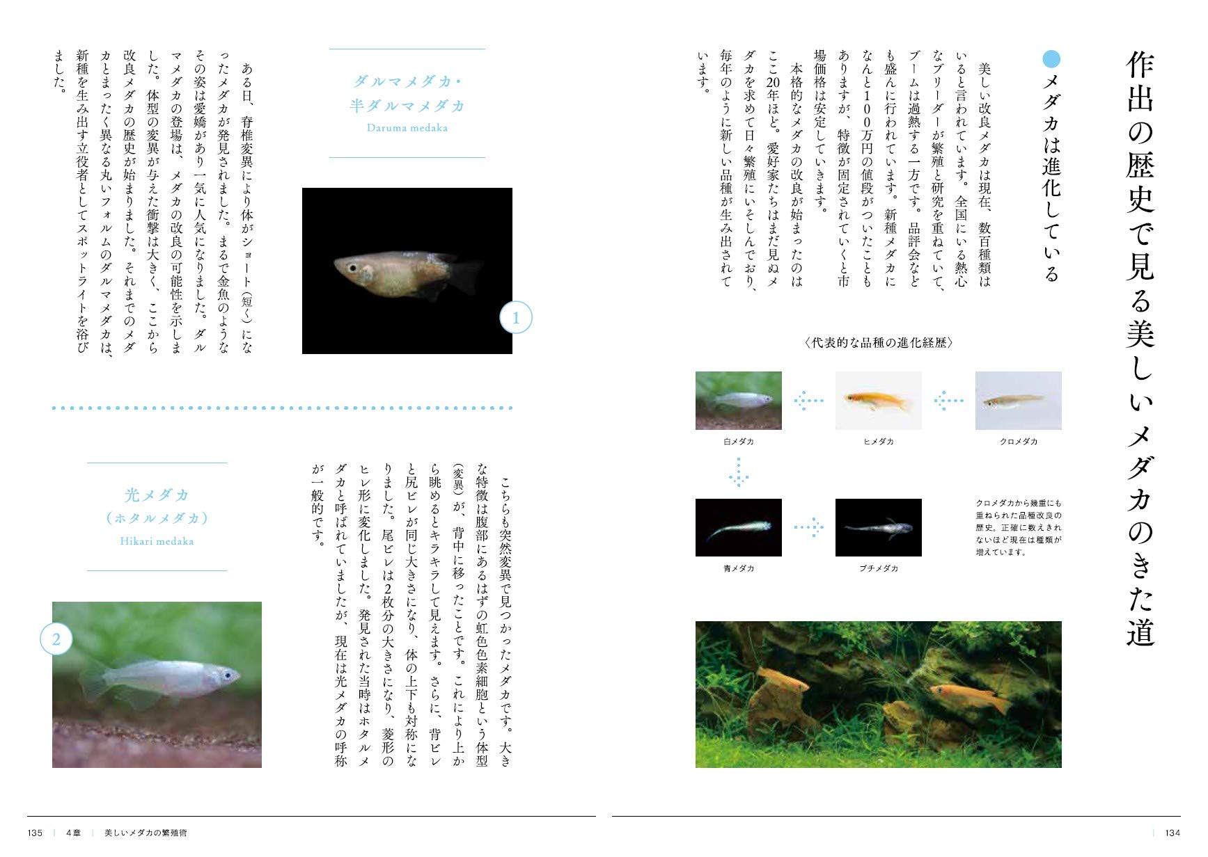 世界一美しいメダカの育て方 戸松具視 本 通販 Amazon
