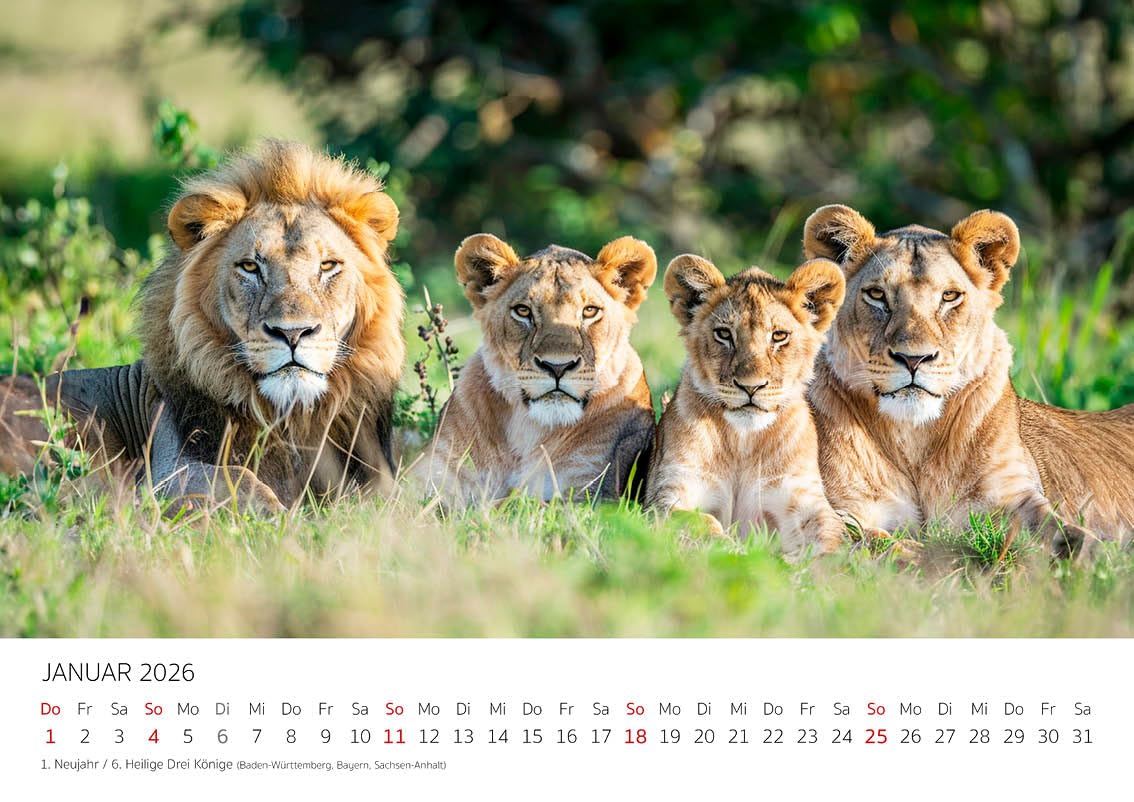 Seelenzauber Wandkalender Tierzauber Afrika DIN A3 Kalender für 2026