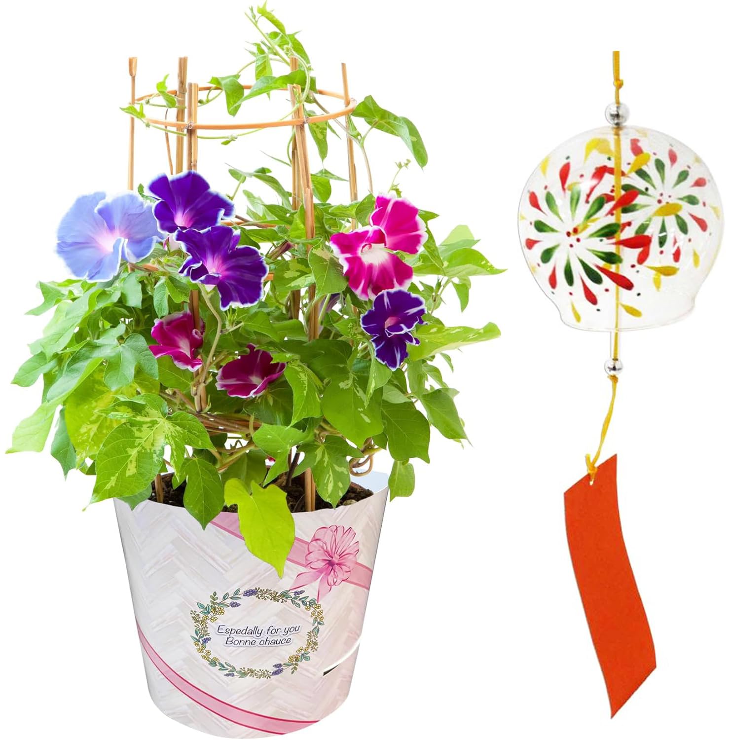 Amazon｜花のギフト社 朝顔 苗 あさがお 鉢植え アサガオ プレゼント 6