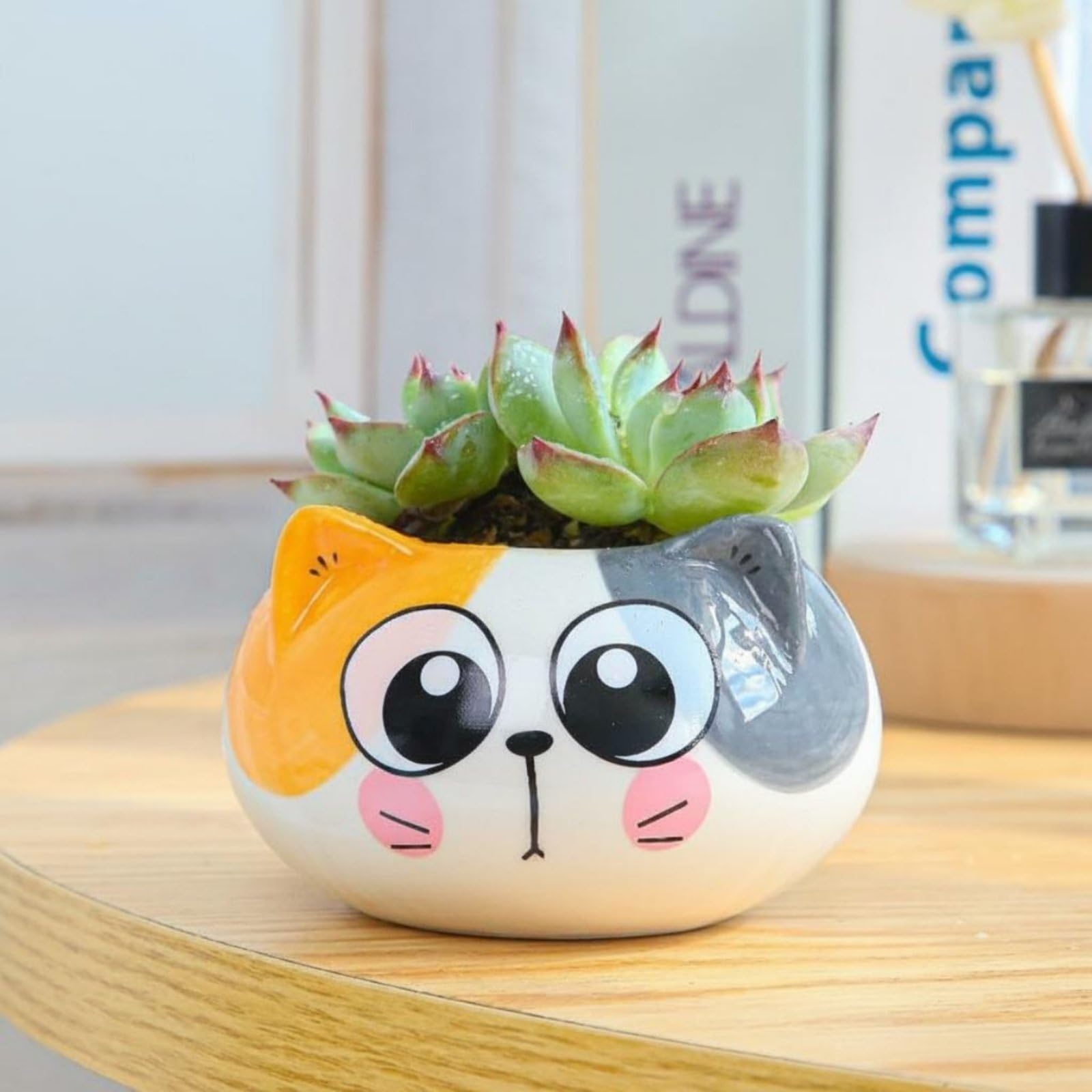 ミニキャラクター多肉植物植木鉢 Amazon.co.jp: predolo 猫型ミニ植木鉢 可愛いデザイン 陶器製アニマル