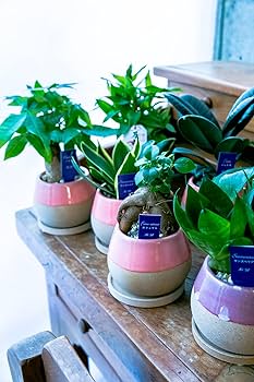 ミニ観葉植物 観葉植物 スキンダプサス(スキンダプタス) ミニグリーン 2.5号