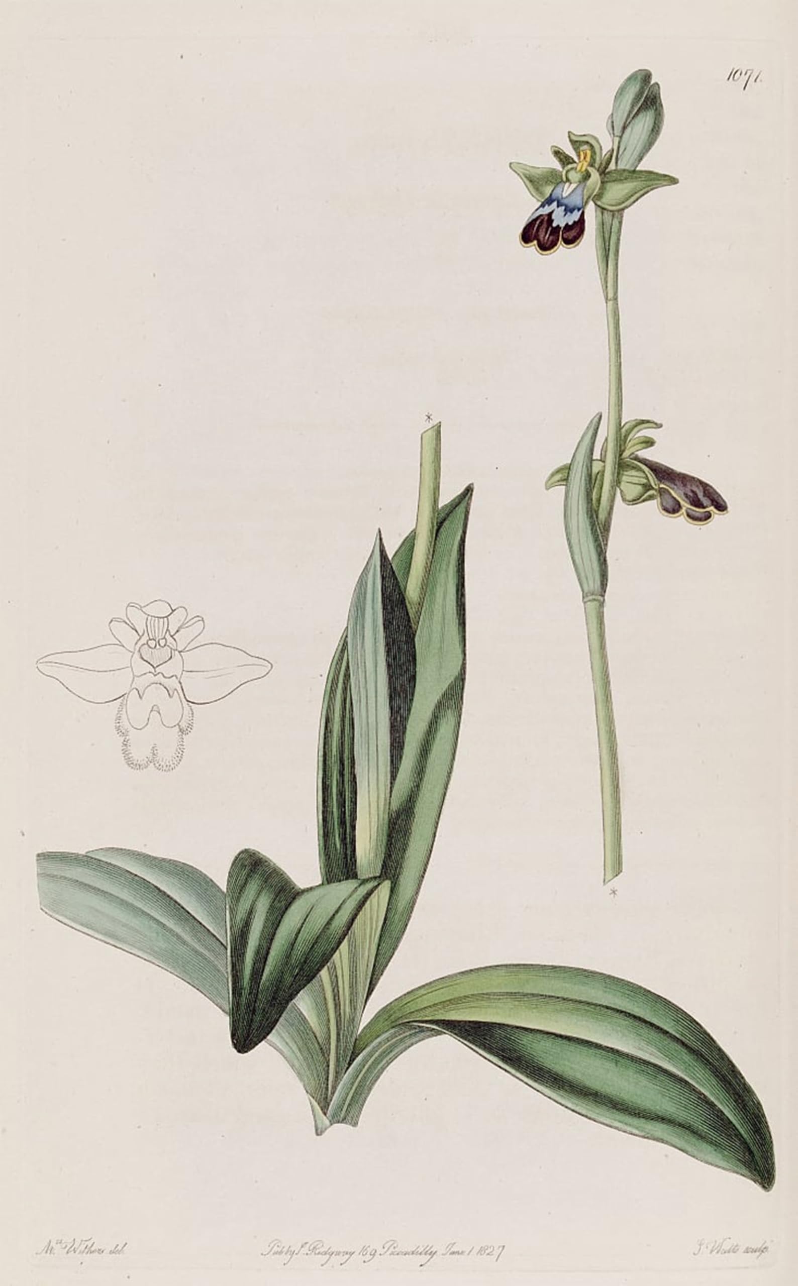 SERENDIPITP Vintage Picture Print on Canvas Wall Art Poster Illustration of Ophrys Fusca by Augusta Innes Withers Artwork Print Poster for Wall Decor 60x90cm