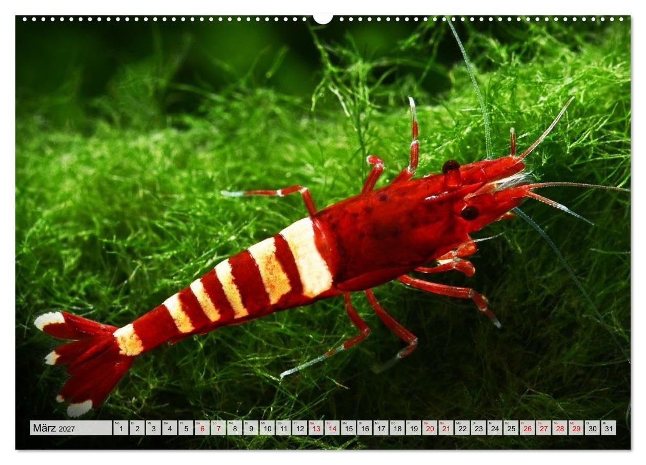Dwarf Shrimps - Zwerggarnelen (Wandkalender 2027 DIN A2 quer), CALVENDO Monatskalender: Kleine Garnelen in Zucht- und Wildform (CALVENDO Tiere)