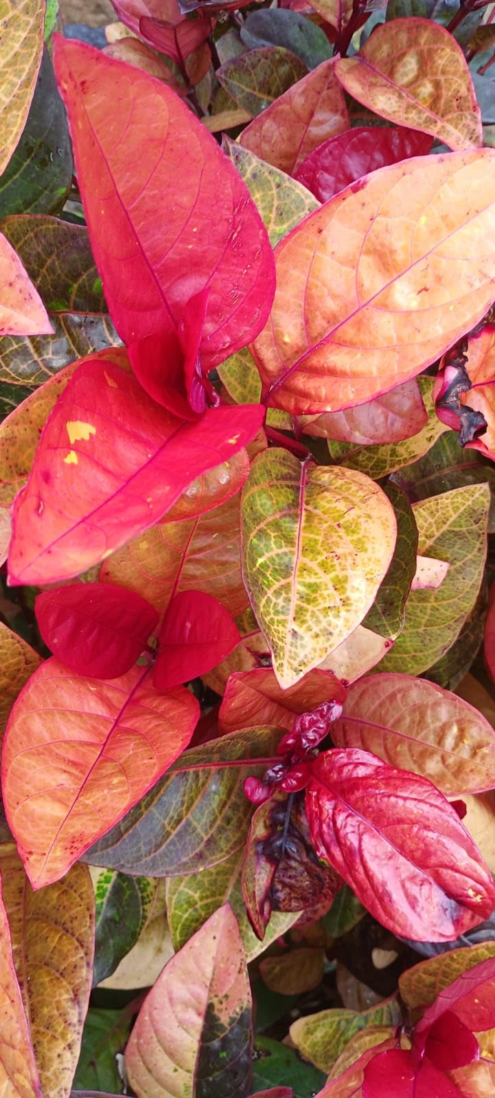 See full amazon price history chart for Anuraj farms Pseuderanthemum atropurpureum/Purple False Eranthemum live plant Anuraj farms Pseuderanthemum atropurpureum/Purple False Eranthemum live plant (B0CKW876HB) Amazon Price History, Amazon Price Tracker