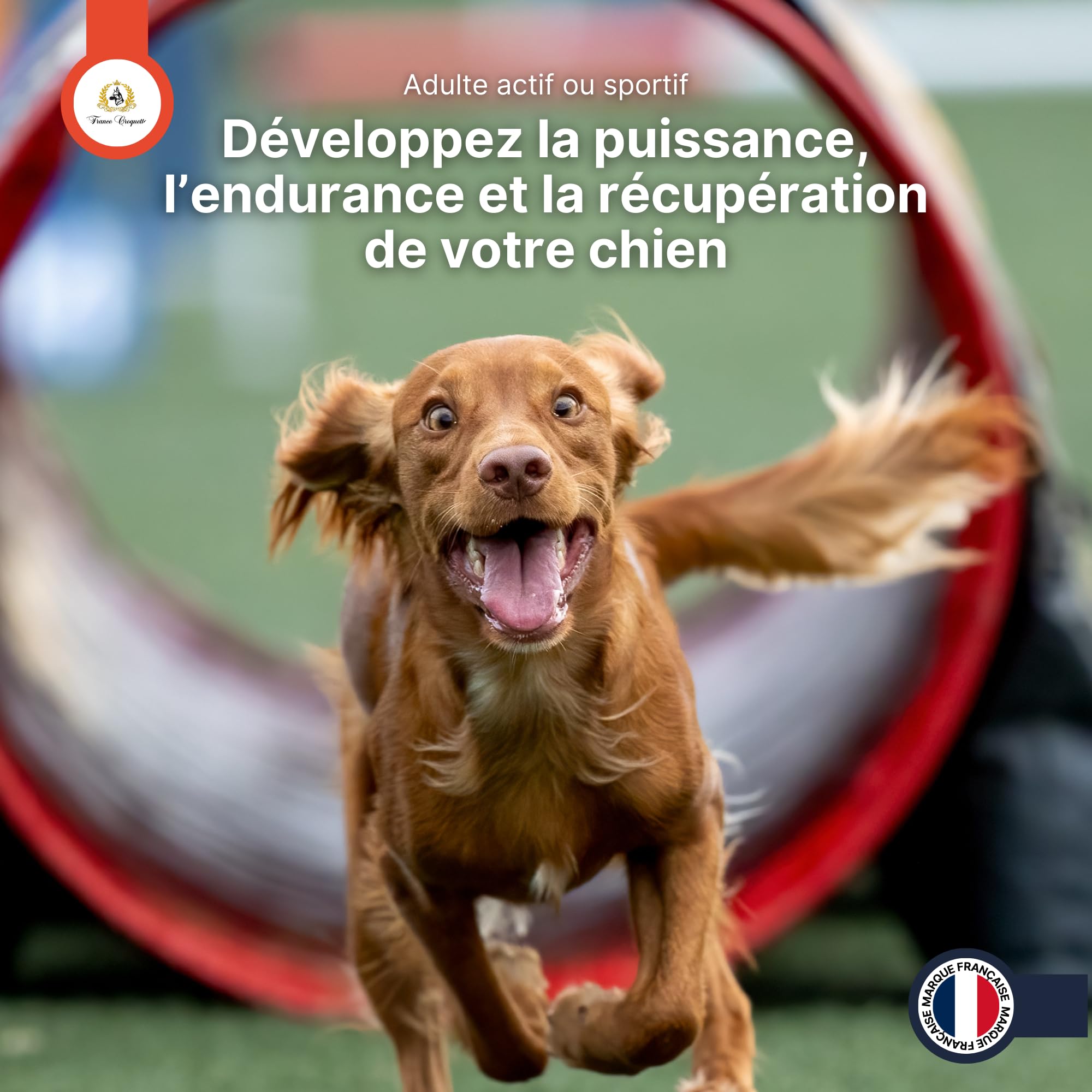 complément alimentaire chien Muscle Power x5 – croissance musculaire, force, endurance et récupération – fourni avec cuillère doseuse – chiot adulte senior – santé articulaire et vitalité - 500g