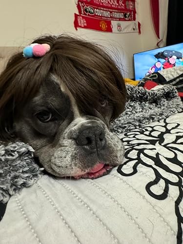 Miniatura 6 de Divertidas pelucas para perros pequeños, medianos y grandes con flor de cabeza, disfraces de gato recortables para Halloween, Navidad, fiestas,