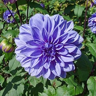 Dahlia Tubers Large Dahlia Tubers Bulbs Dahlia Plants Tubers,Garden Flowers,Plant Bulbs,Wedding Flowers-2 Bulbs-C