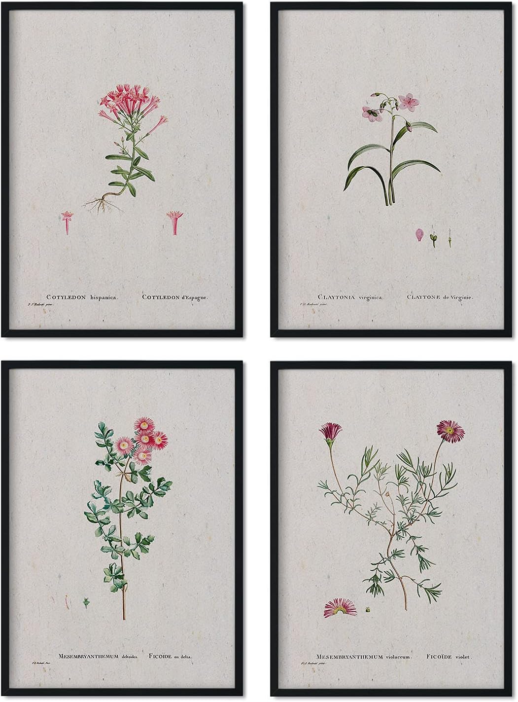 Nacnic Pack of sheets of sheets - Watercolour illustrations by French artist Pierre-Joseph Redouté - Home Decor - Size A3